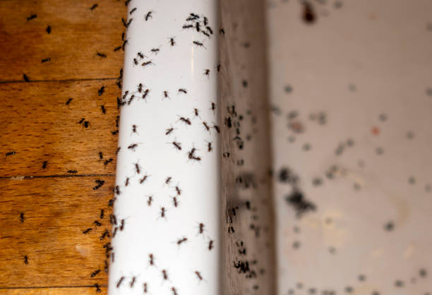 Best Local Pest Control Services  in Princeton, FL