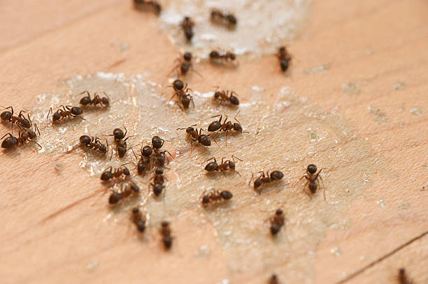 Best Termite Control Services  in Princeton, FL